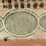 Apre a Ostuni “La Vigna del Terzo Paradiso” in un incontro tra vino e arte